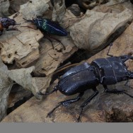 berck beetles