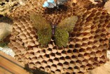 "Murrina" papillon avec ailes ouvertes