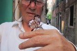 Papillon avec ailes de verre